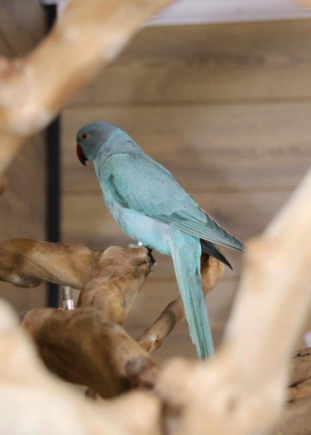 ringnecks for sale uk