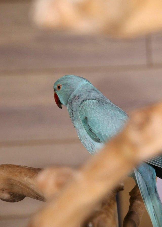 ringnecks for sale uk