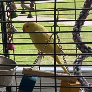 indian ringneck parrot for sale