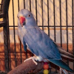 ringneck parakeet for sale