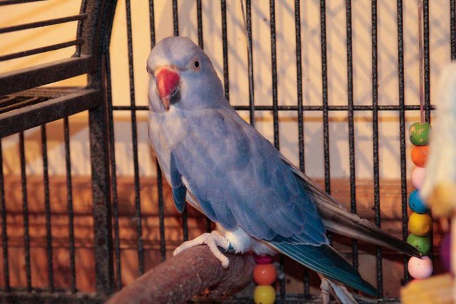 ringneck parakeet for sale