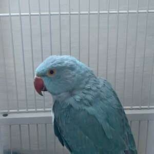 indian ringneck parrots for sale