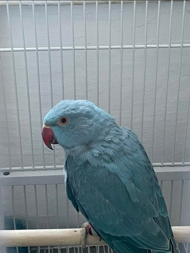 indian ringneck parrots for sale