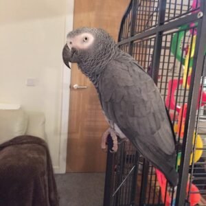 grey parrot for sale