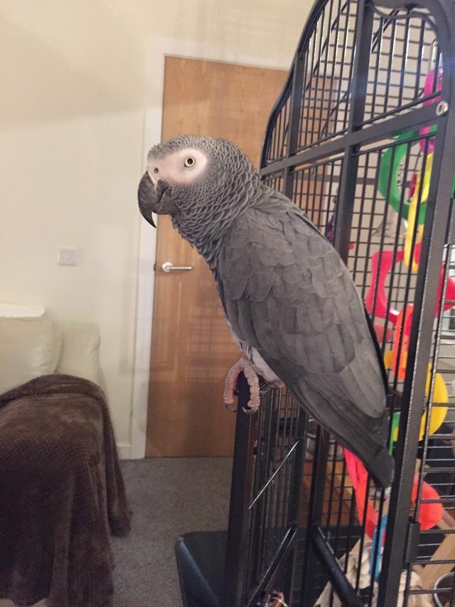 grey parrot for sale