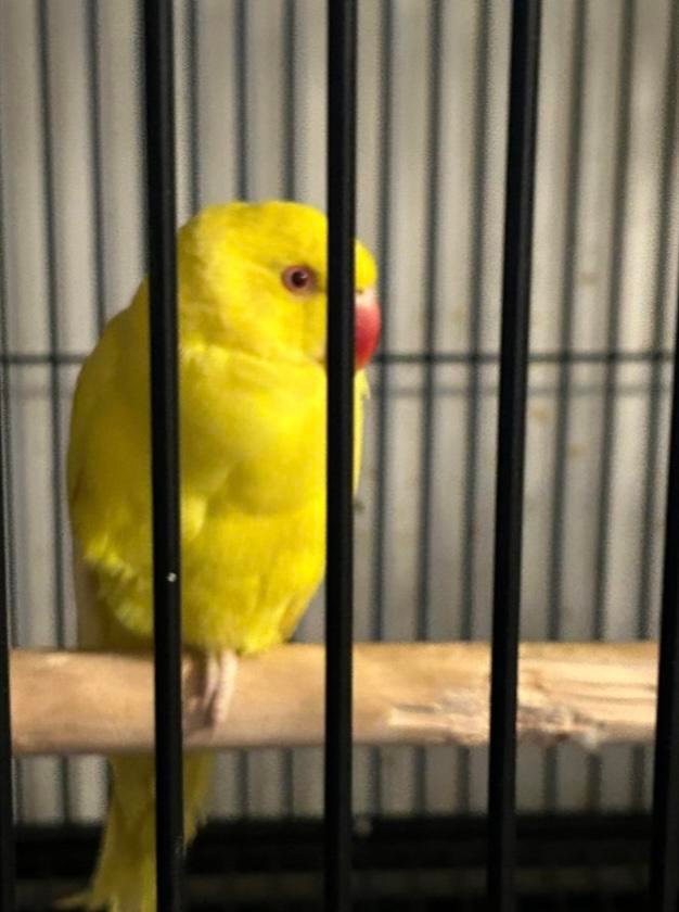 indian ringneck parakeet for sale