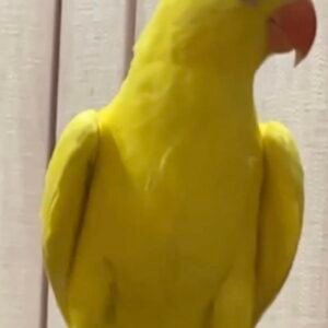 indian ringneck parakeet for sale