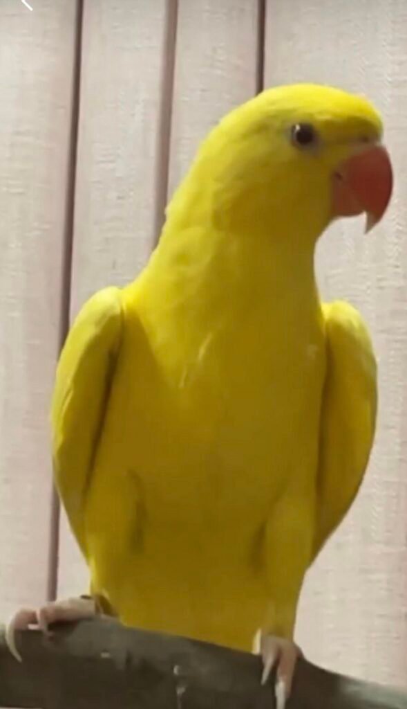 indian ringneck parakeet for sale
