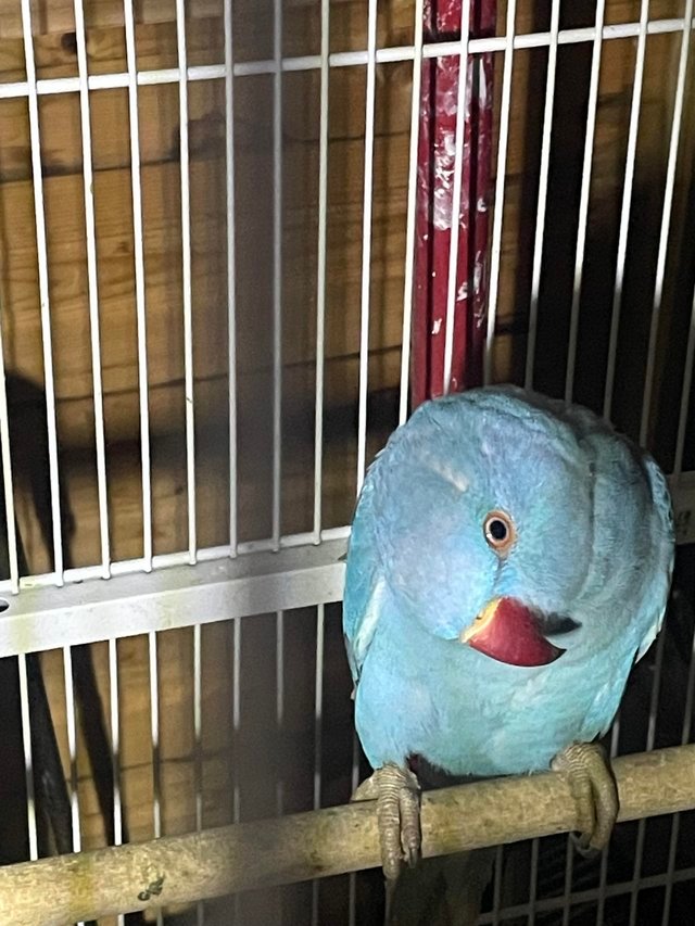 indian ringneck parrots for sale