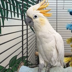 Cockatoo for Sale Near Me