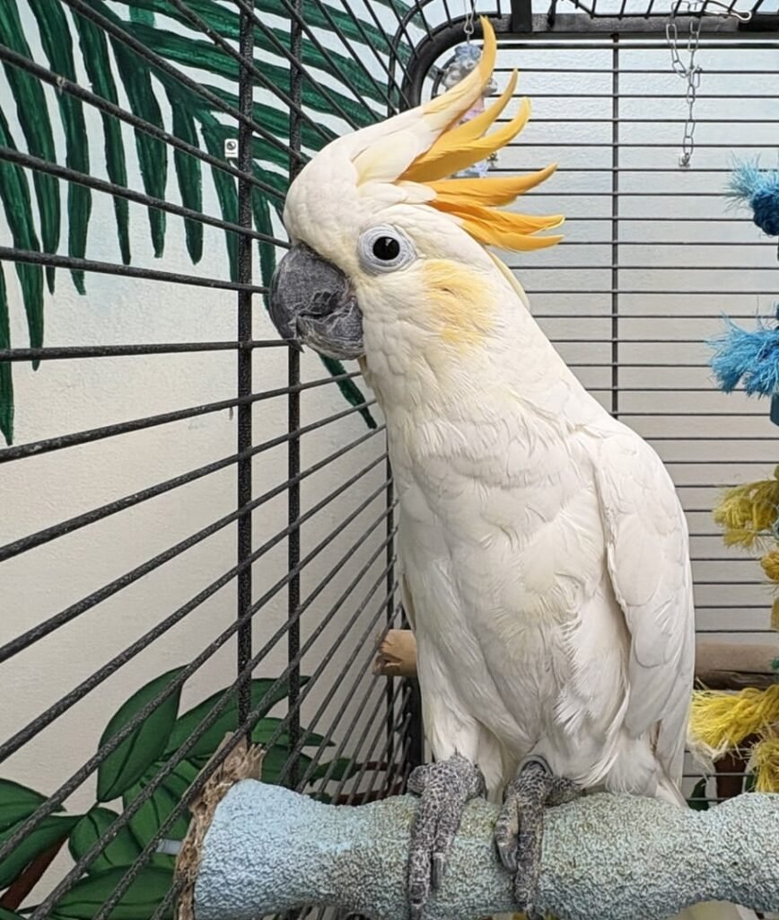 Cockatoo for Sale Near Me