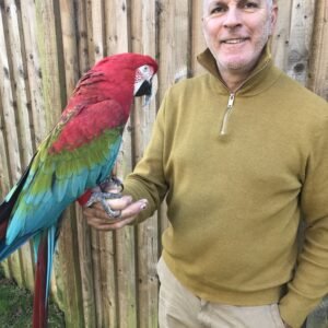 macaws for sale