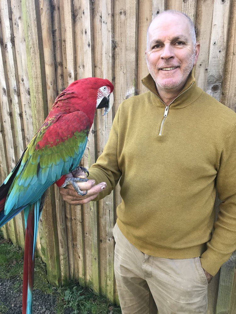 macaws for sale