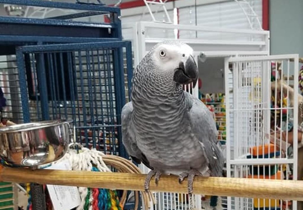 African Grey for Sale UK