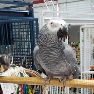 African Grey for Sale UK