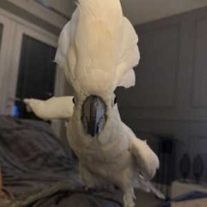umbrella cockatoo for sale
