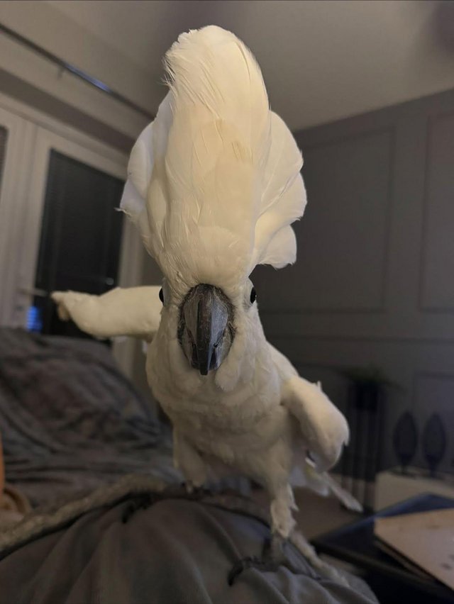umbrella cockatoo for sale