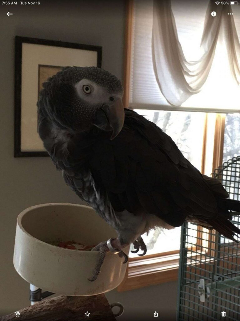 Timneh African Grey for Sale