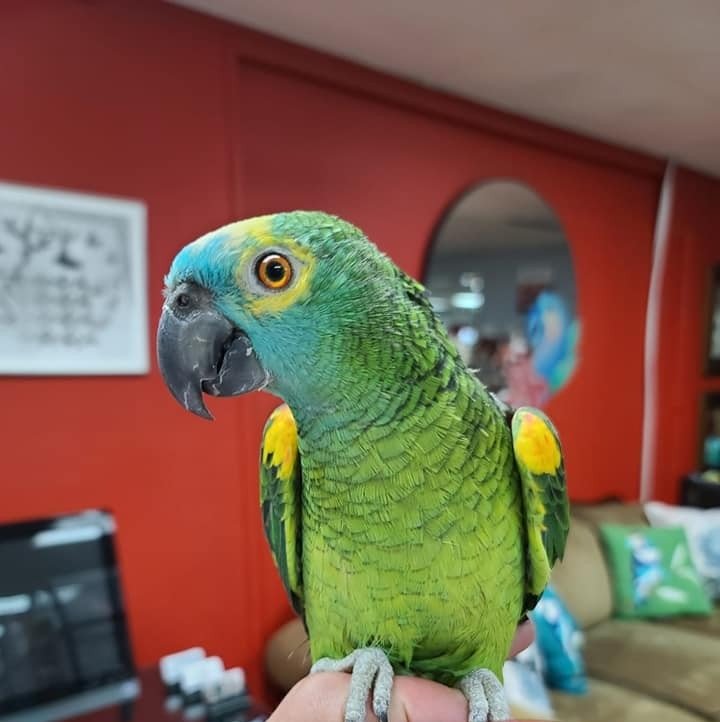 Amazon Parrot for Sale