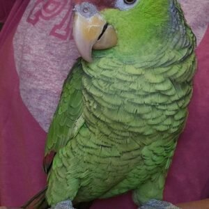 Rare Birds for Sale UK