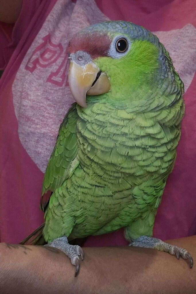 Rare Birds for Sale UK