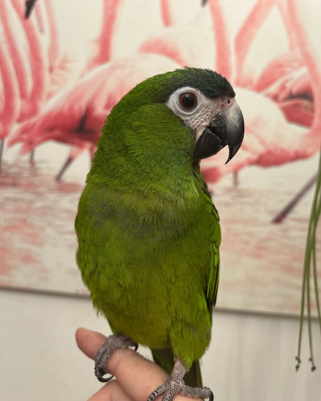 Macaw for Sale UK