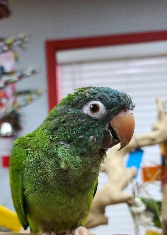 Conure Parrot for Sale