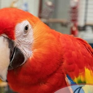 Gorgeous Scarlet Macaw Baby
