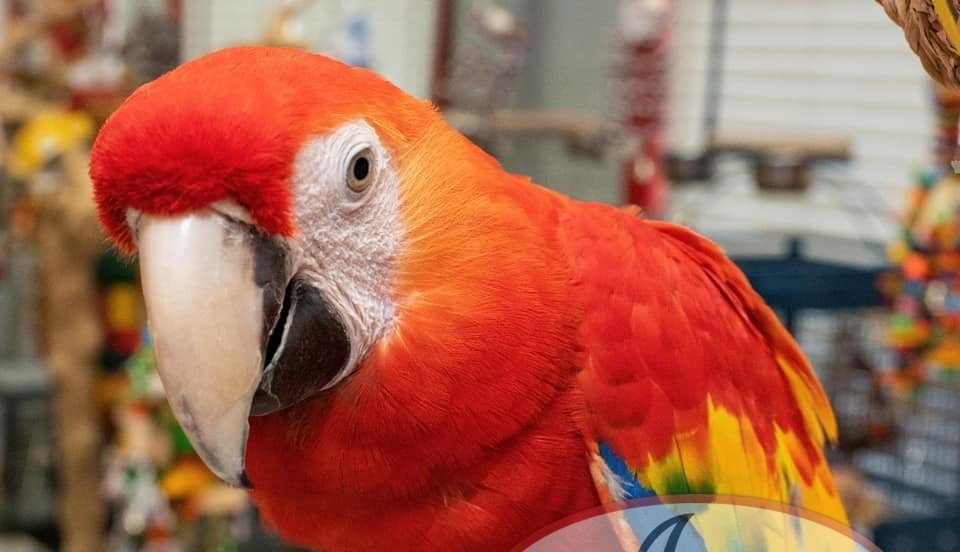 Gorgeous Scarlet Macaw Baby