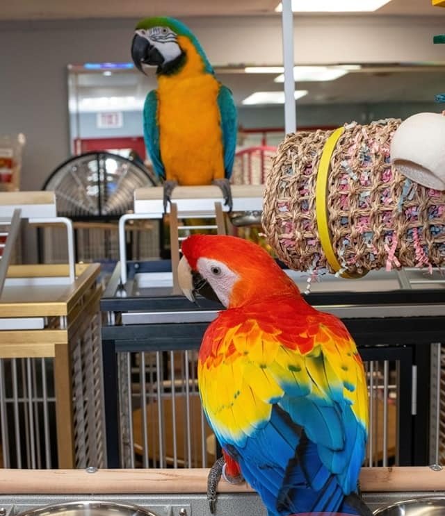macaw parrots for sale uk