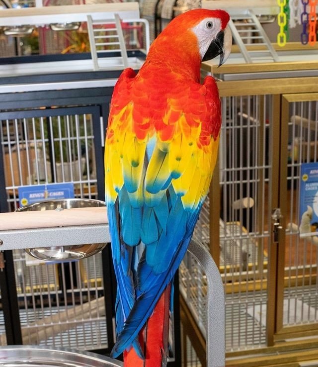 Macaw Parrots for Sale UK
