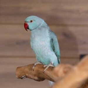 ringnecks for sale uk