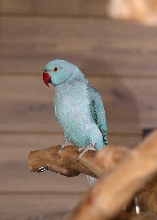 ringnecks for sale uk