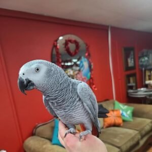 African Grey Parrots for Sale