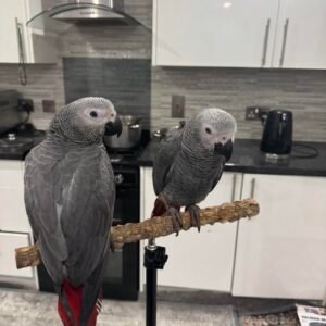 buy african grey parrot