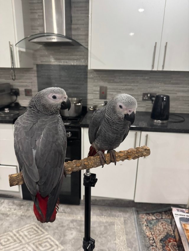 buy african grey parrot
