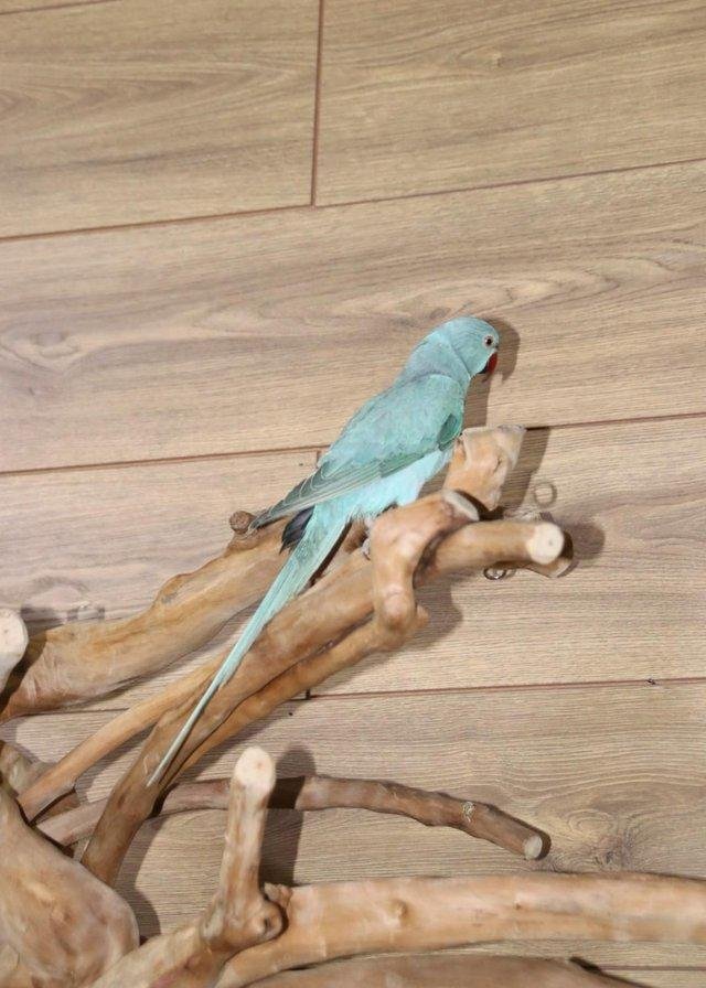 ringnecks for sale uk