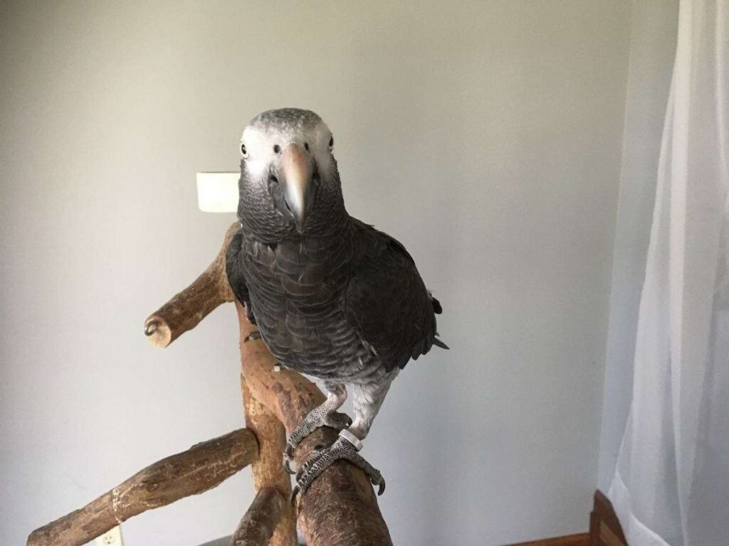 Timneh African Grey for Sale