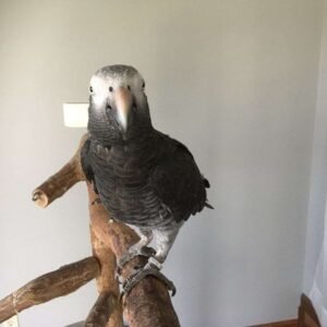 Timneh African Grey for Sale