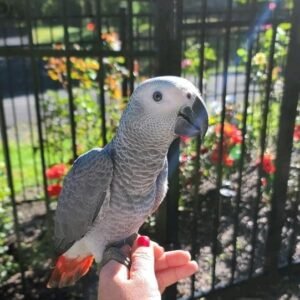 African Grey Parrot for Sale UK