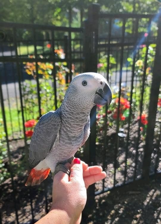 African Grey Parrot for Sale UK