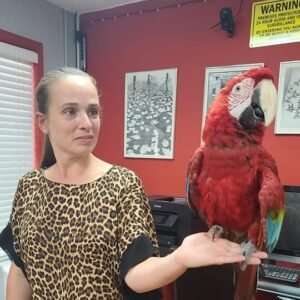 macaws for sale uk
