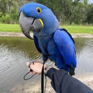 Hyacinth Macaw for Sale