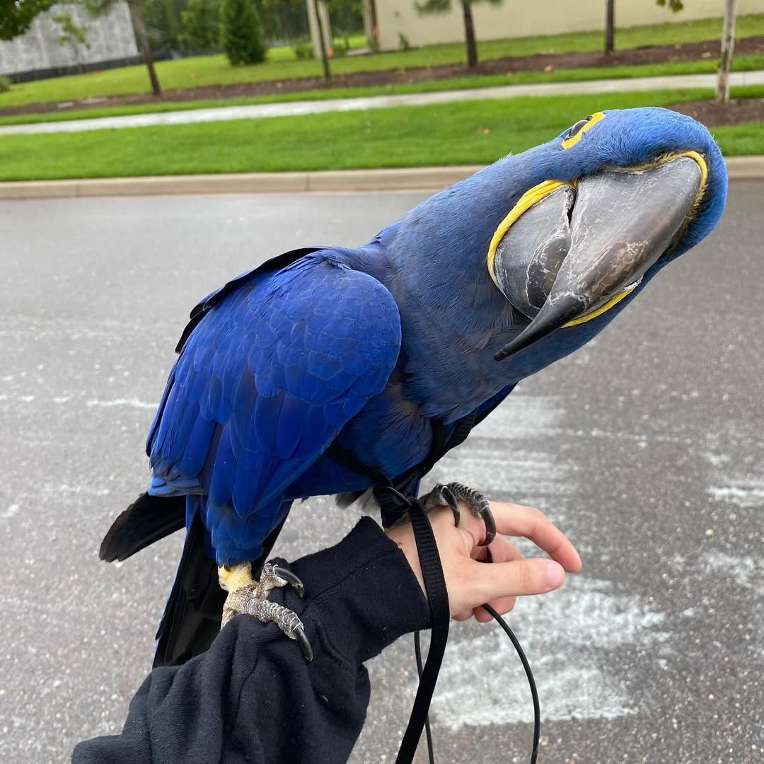 Hyacinth Macaw for Sale