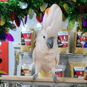 Moluccan Cockatoo for Sale UK