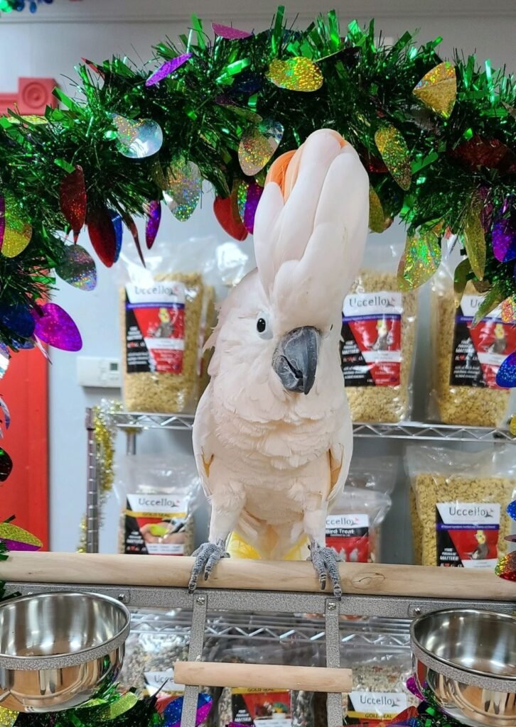 Moluccan Cockatoo for Sale UK