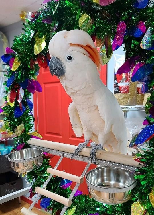 Moluccan Cockatoo for Sale UK