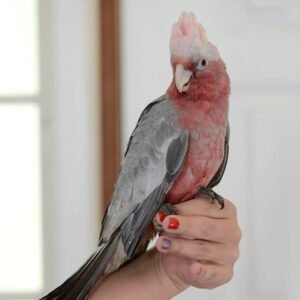 Talking Parrots for Sale UK