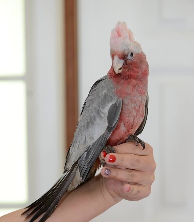 Talking Parrots for Sale UK