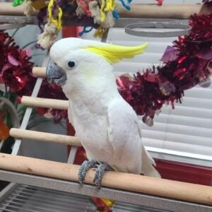 Cockatoo for Sale UK